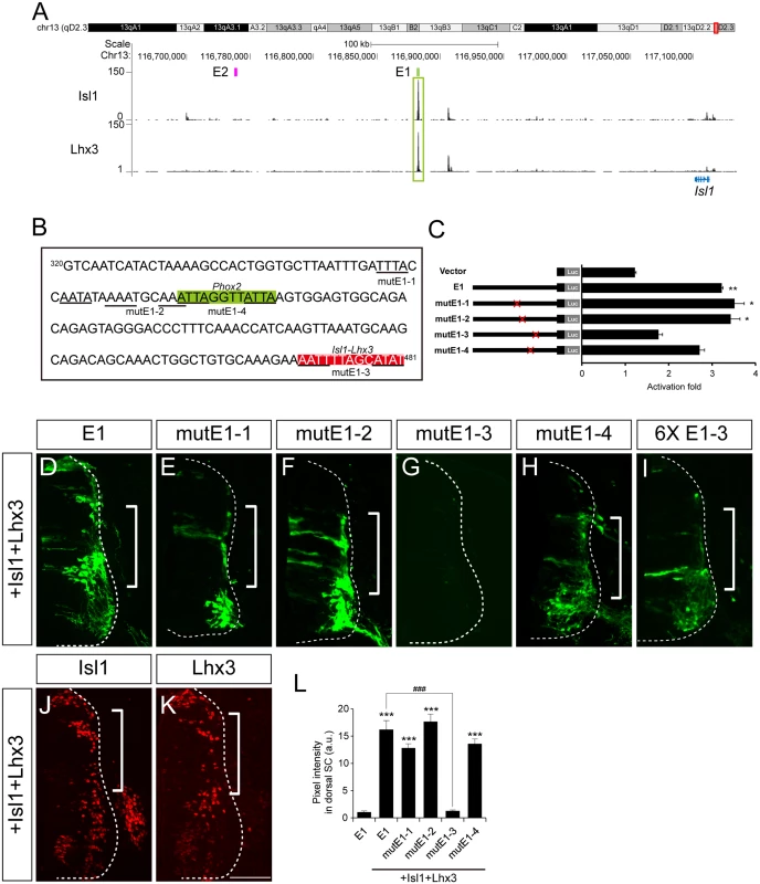 The Isl1-Lhx3 complex activates the E1 enhancer in somatic motor neurons.