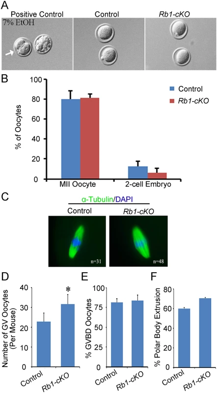 Propensity for parthenogenetic activation is not increased in <i>Rb1</i> deficient oocytes.
