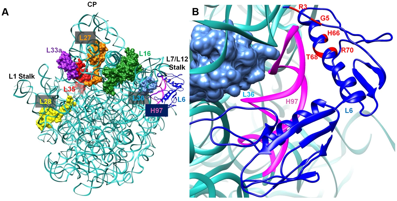 Interaction between L6 protein and the 50S ribosomal subunit.