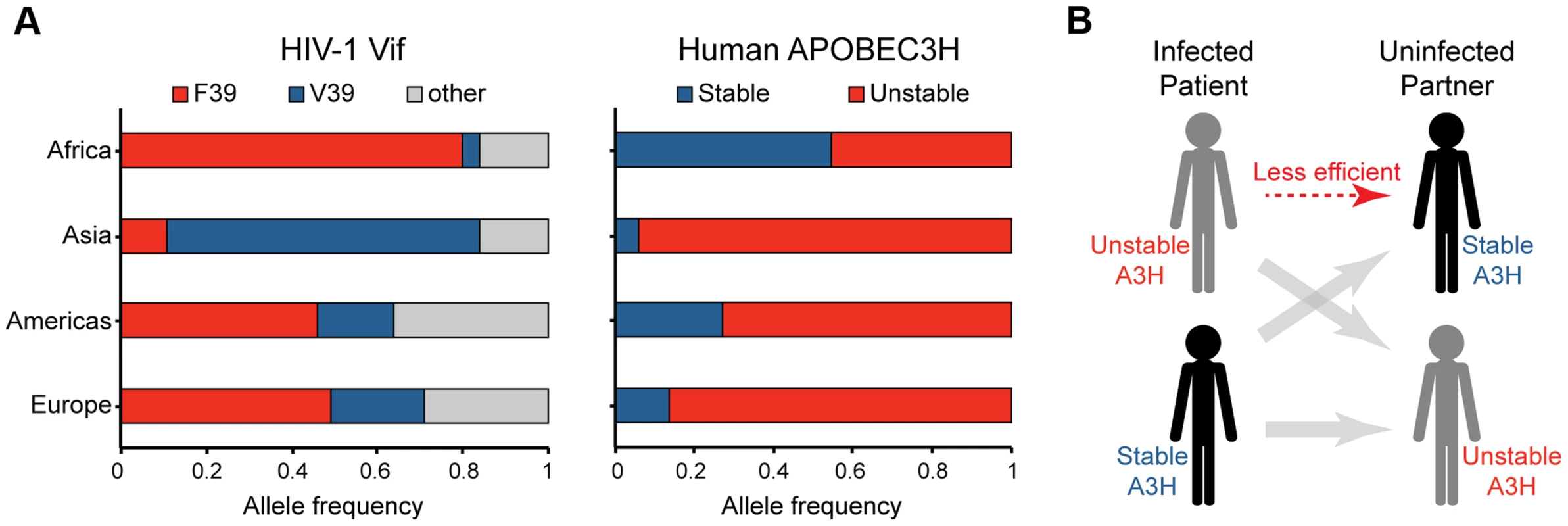 Correlations between the global distributions of HIV-1 hyper-Vif alleles and human A3H haplotypes.