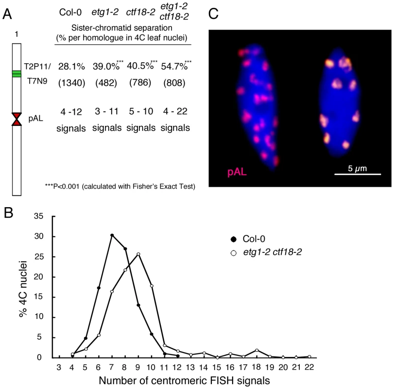 Synergistic effect of <i>etg1</i> and <i>ctf18</i> on sister chromatid cohesion in 4C leaf nuclei.