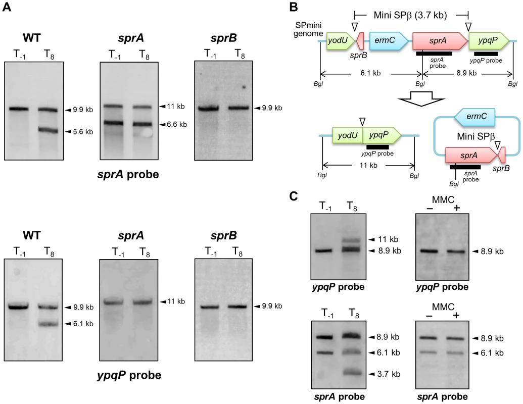 SPβ genes required for prophage excision.