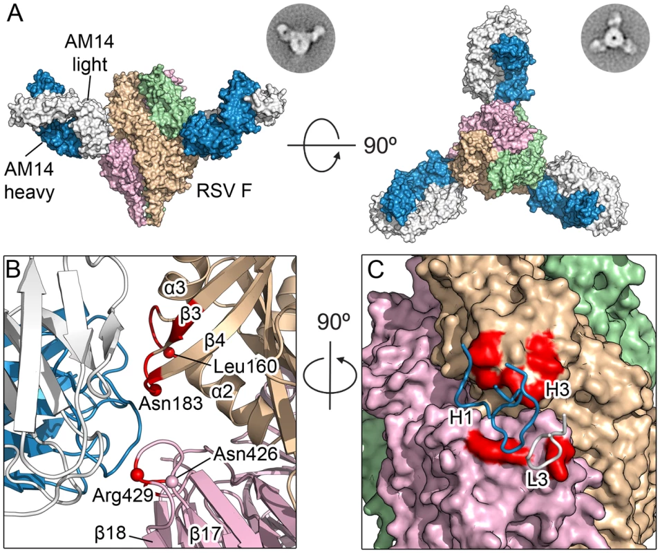 Structures of AM14 in complex with RSV F.