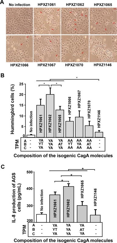 Analysis of the hummingbird phenotype and IL-8 induction after co-culture of human AGS cells with isogenic <i>H. pylori</i> strains containing the engineered CagA molecules.