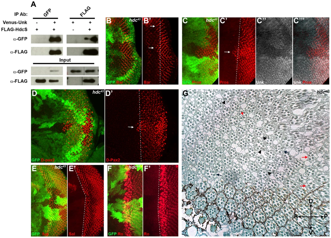 Hdc physically interacts with Unk and negatively regulates neurogenesis.