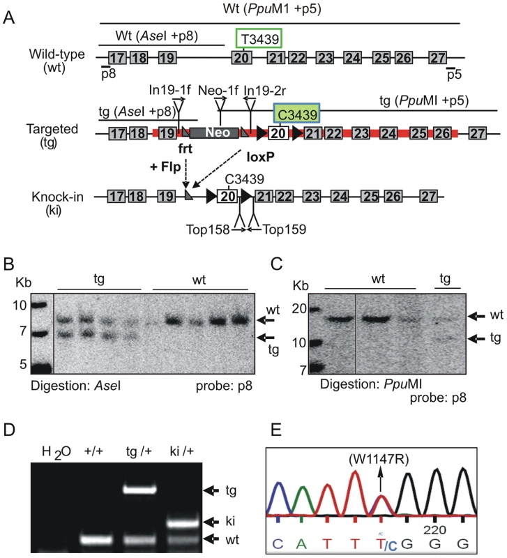 Generation of TopBP1 AAD mutant transgenic mice.