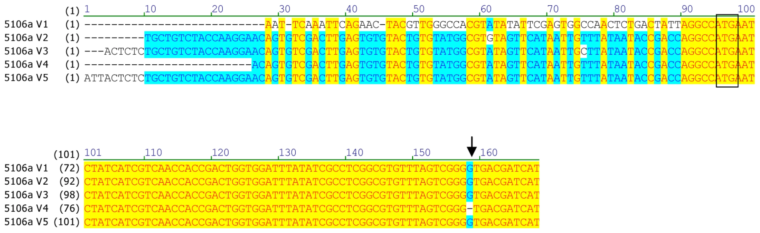 Alignment of the 5′UTR and N-terminal coding sequence of <i>CYP6CY3</i> copy variants in the <i>M. persicae</i> clone 5191a.