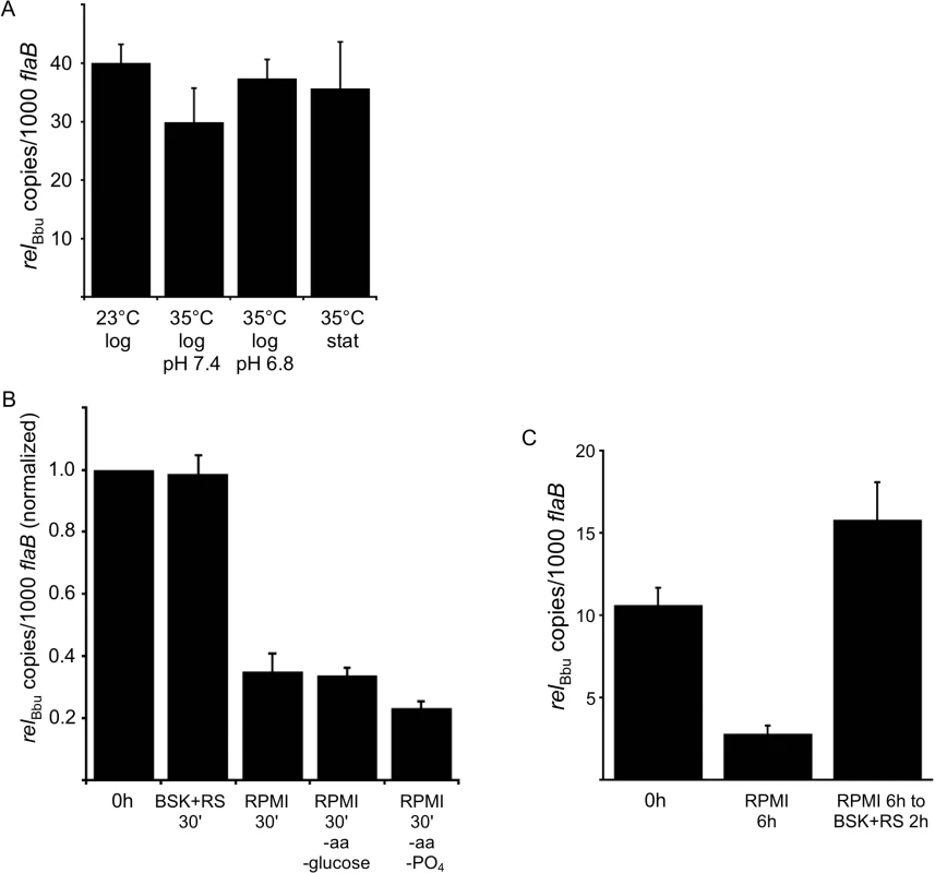 <i>rel</i><sub>Bbu</sub> transcript levels change in response to nutrient levels.