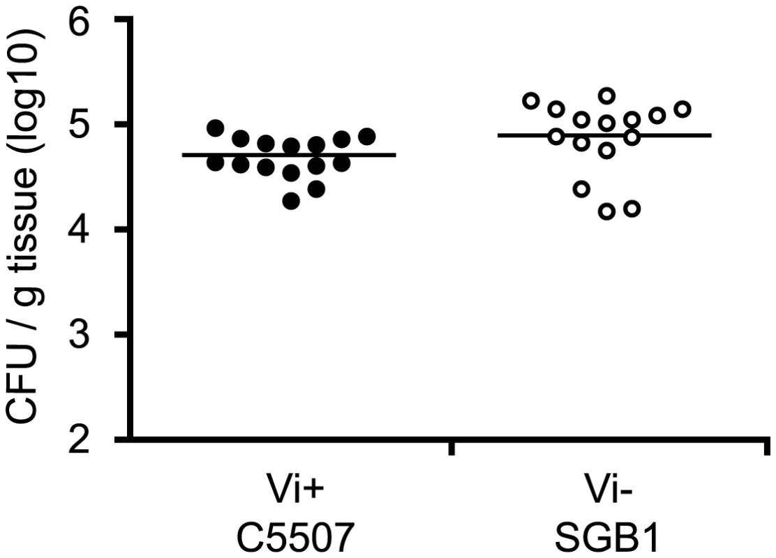 Colonisation of C57BL/6 mouse spleen by <i>S.</i> Typhimurium C5507, and <i>S.</i> Typhimurium SGB1 (C5507 D<i>tviB</i>::kan<sup>r</sup>).