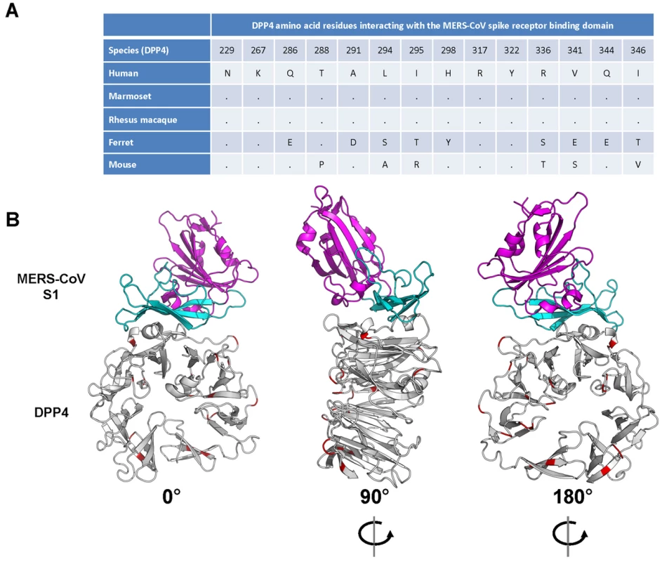 Interaction between the MERS-CoV spike glycoprotein (S1) and its receptor dipeptidyl peptidase 4 (DPP4).