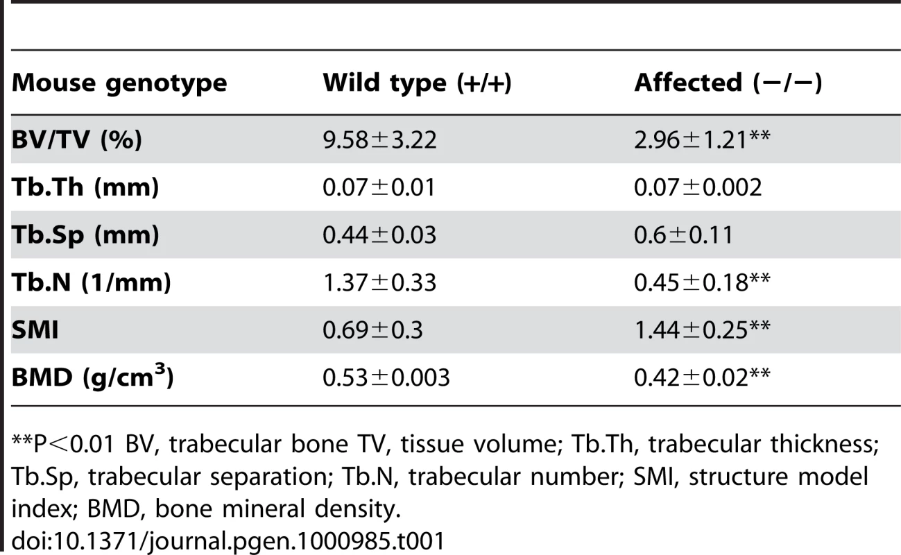 Structural parameters for trabecular bone.