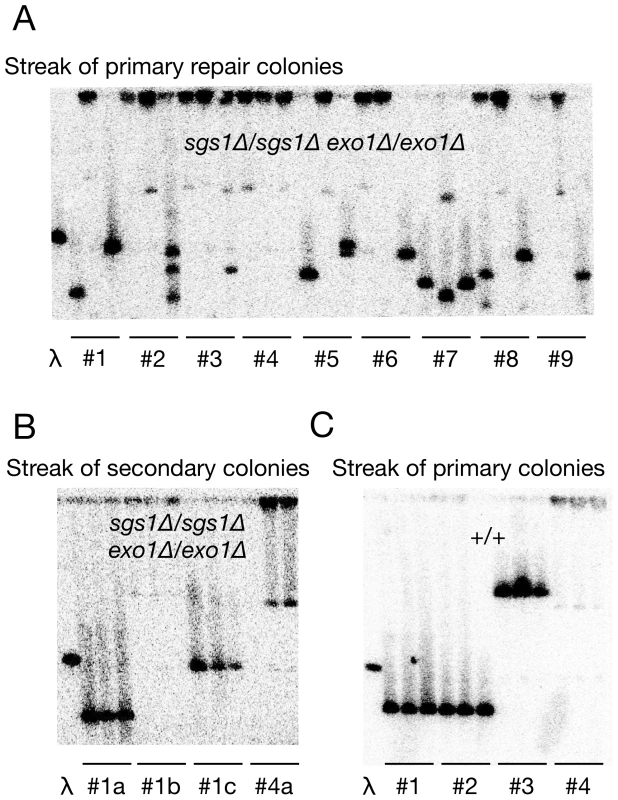 A single double-strand break on chromosome III generates descendants with different chromosome III structures in diploid cells lacking Sgs1 and Exo1.