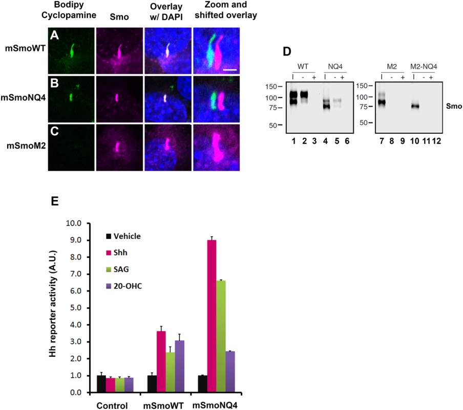 mSmoNQ4 binds ligands and activates canonical signaling.