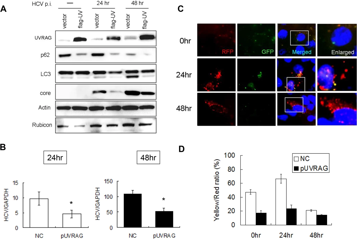 Over-expression of UVRAG enhanced the maturation of autophagosomes and reduced HCV RNA replication.