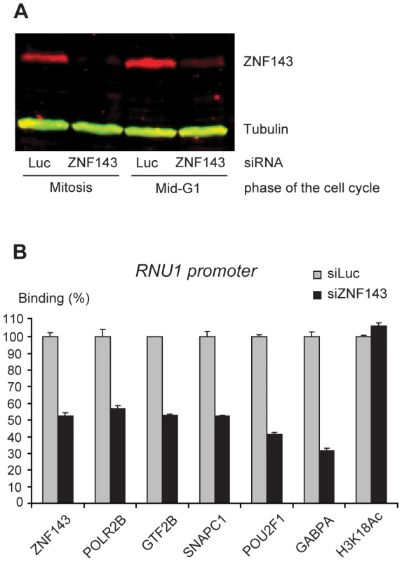 Depletion of endogenous ZNF143 reduces transcription factor recruitment on the U1 promoter in mid-G1.