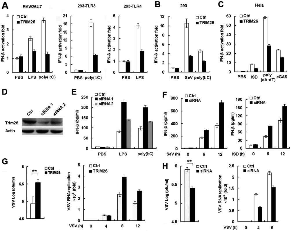 TRIM26 negatively regulates IFN-β production and antiviral response.