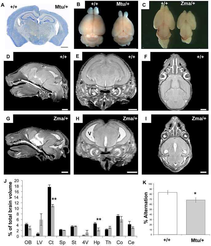 Brain size and behavioral abnormalities in <i>Rps7</i> mutants.