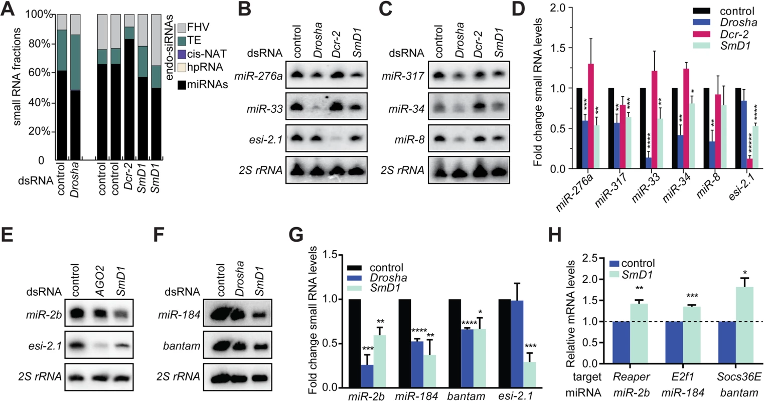 Loss of SmD1 compromises miRNA biogenesis.