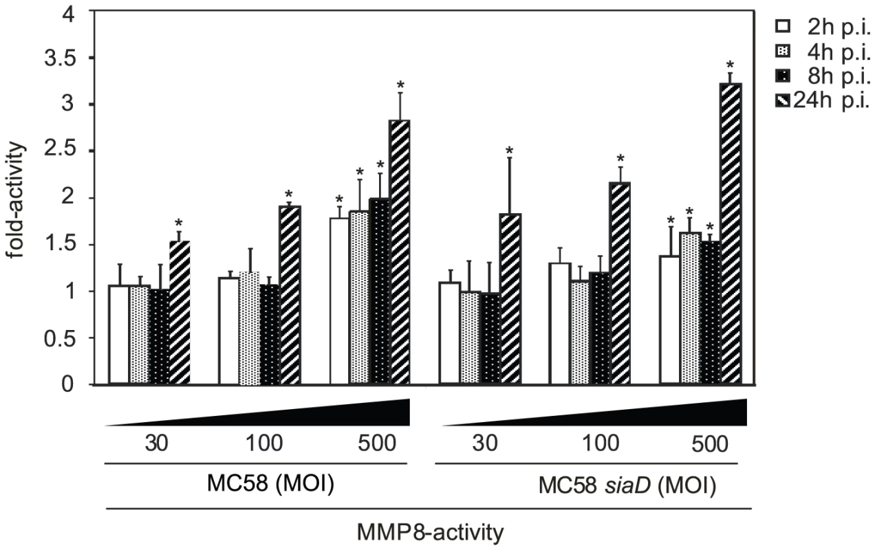 HBMEC were incubated with MC58 and MC58 &lt;i&gt;siaD&lt;/i&gt; using indicated concentration of bacteria (MOIs of 10, 30 and 500) and matrix metalloproteinase (MMP)-8 activity was measured in supernatants collected from infected HBMEC at 2, 4, 8, and 24 h p.i. using the Sensolyte 520 MMP-8 assay kit.