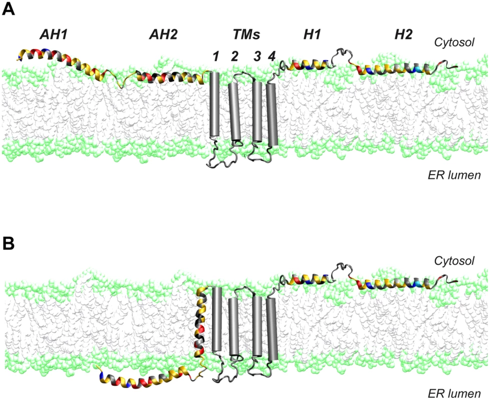 Dual membrane topology of HCV NS4B.
