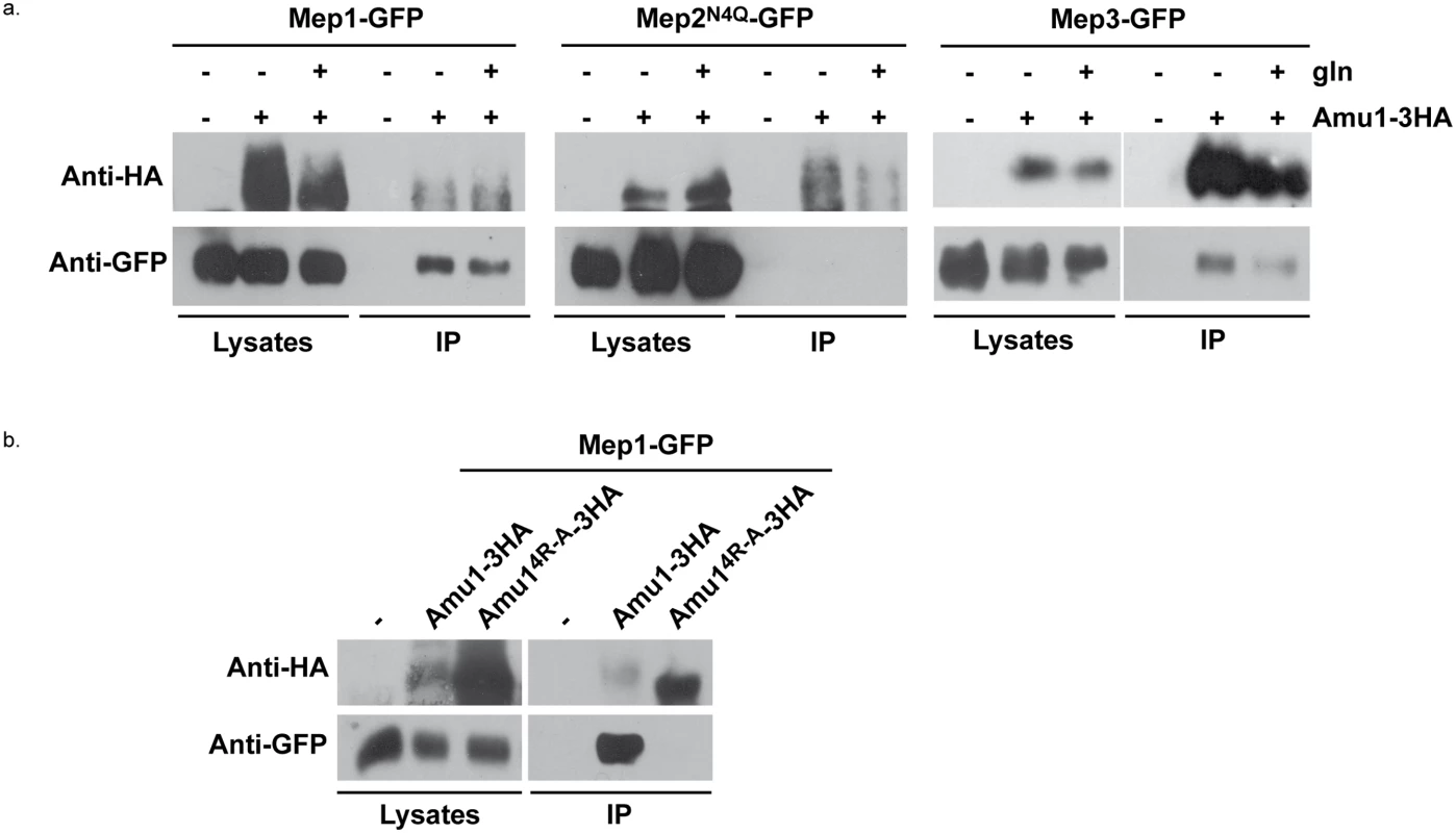 Amu1 interacts with Mep1 and Mep3 <i>in vitro</i>.
