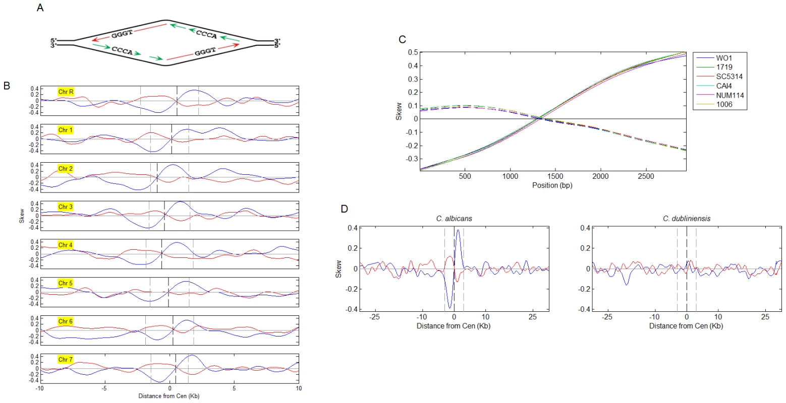 Nucleotide skew patterns and their correlation to syntenic conservation of centromere position.