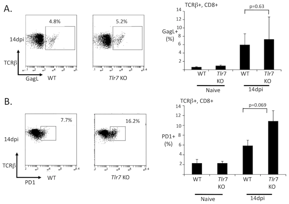 The FV-specific CD8 T cell response is independent of TLR7.