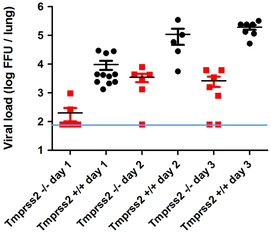 Viral load in the lungs of <i>Tmprss2<sup>−/−</sup></i> mice after infection with H1N1 (PR8M) influenza A virus.