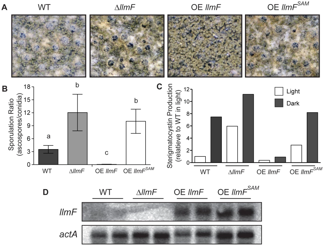The methyltransferase domain of LlmF is required for negative regulation of sexual development and sterigmatocystin.