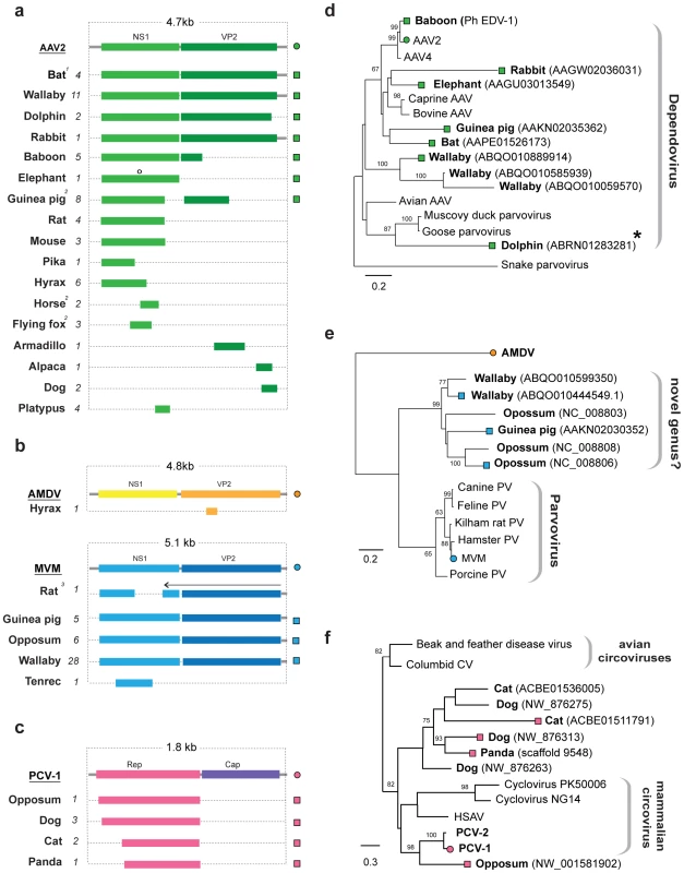 Genetic structures and phylogenetic relationships of EVEs related to ssDNA viruses.