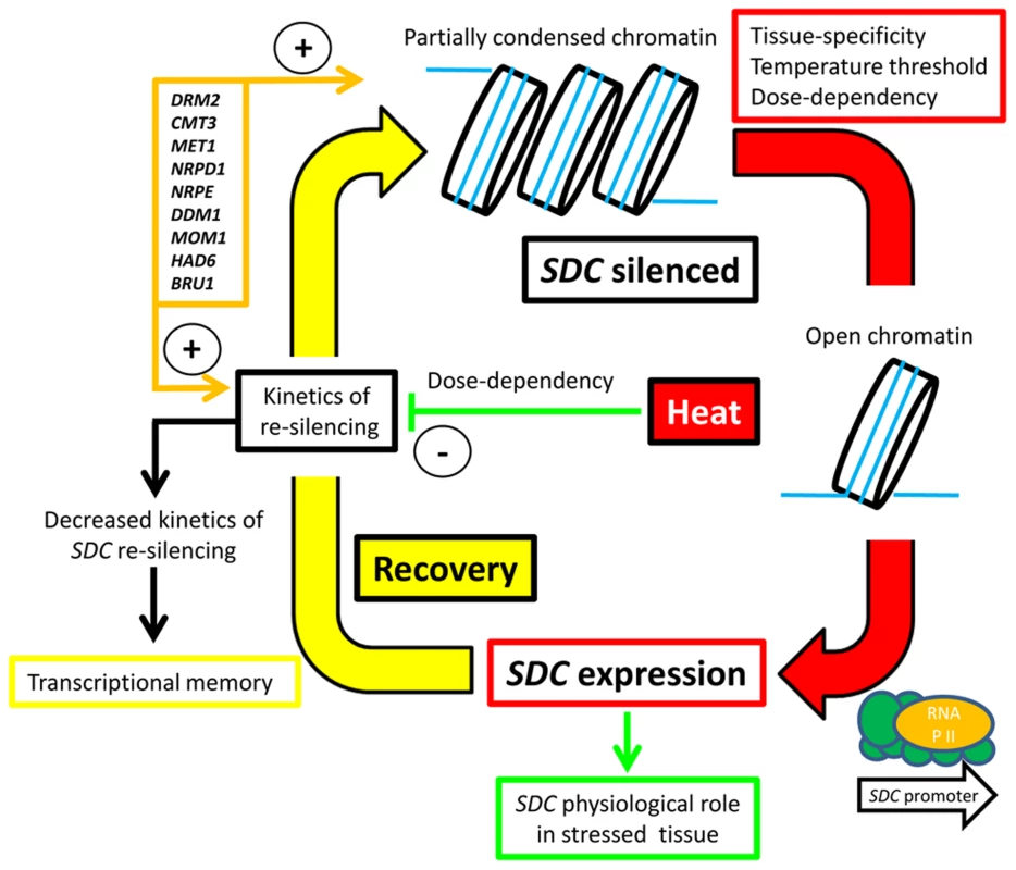 Hypothesized silence/de-silence loop model showing the different steps of transcriptional epigenetic control in the heat-induced expression of the &lt;i&gt;SDC&lt;/i&gt; gene.