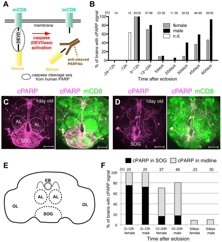 Spatio-temporal activation of DEVDase in adult <i>Drosophila</i> brains.