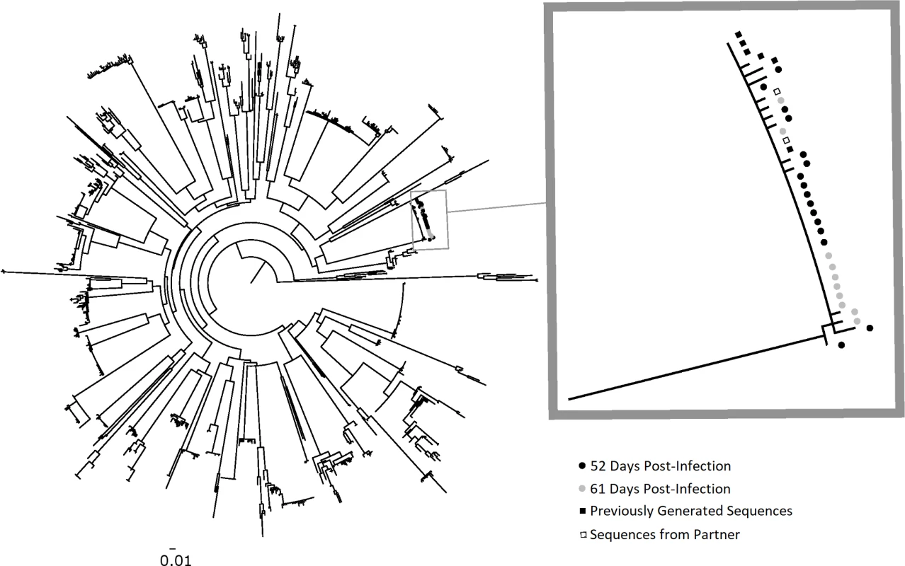 Phylogenetic analysis of HIV-1 <i>env</i> sequences from longitudinal specimens from PIC subject 90629.
