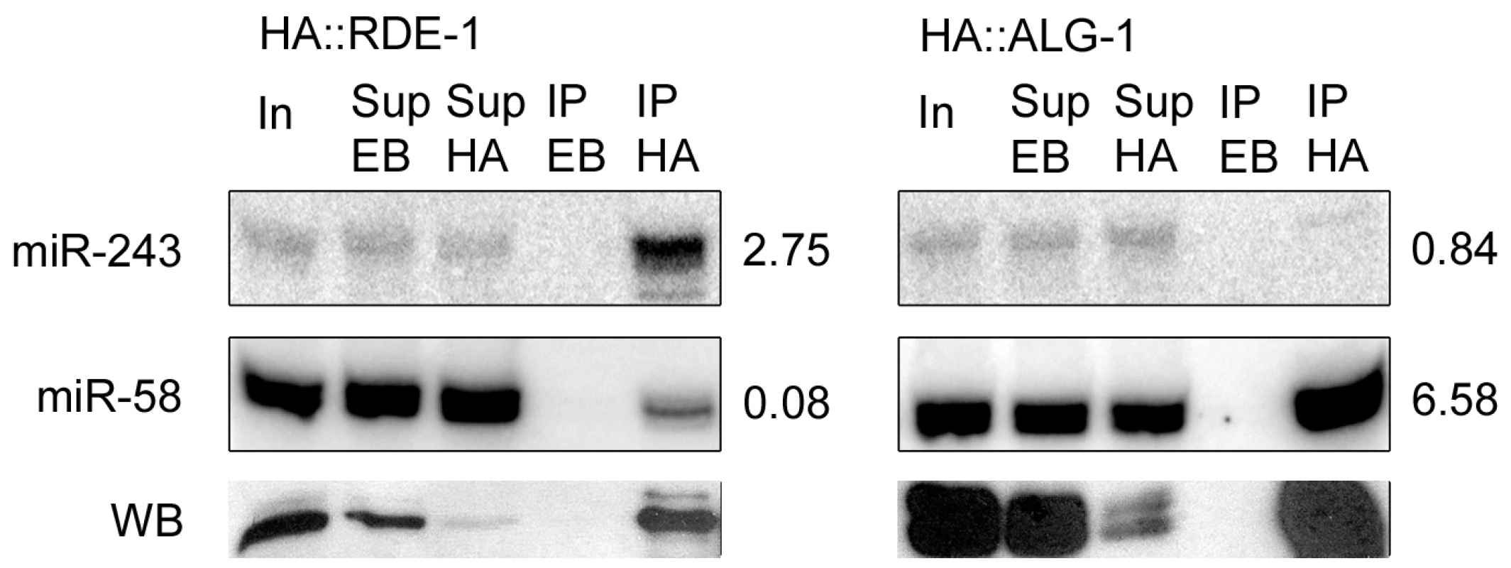 Mir-243 is enriched in HA::RDE-1 immunoprecipitates.