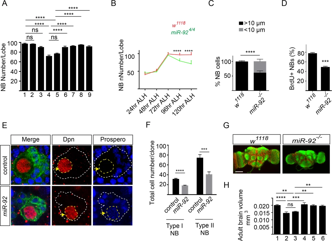 miR-92a and miR-92b regulate neuroblast self-renewal by inhibiting premature differentiation.