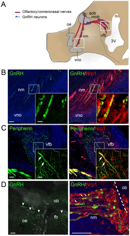 Expression of the Sema3A coreceptor Nrp1 by vomeronasal/terminal nerve fibers and migrating GnRH cells in human and mouse embryos.