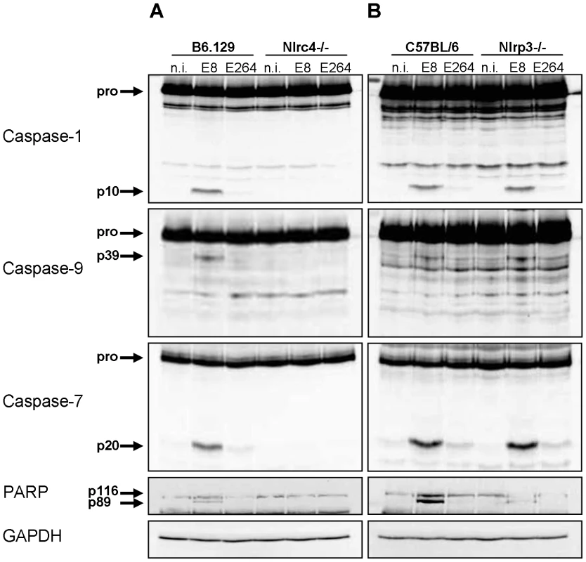 NLRC4, but not NLRP3 is required for early activation of caspase-1 in macrophages in response to <i>Burkholderia</i>.