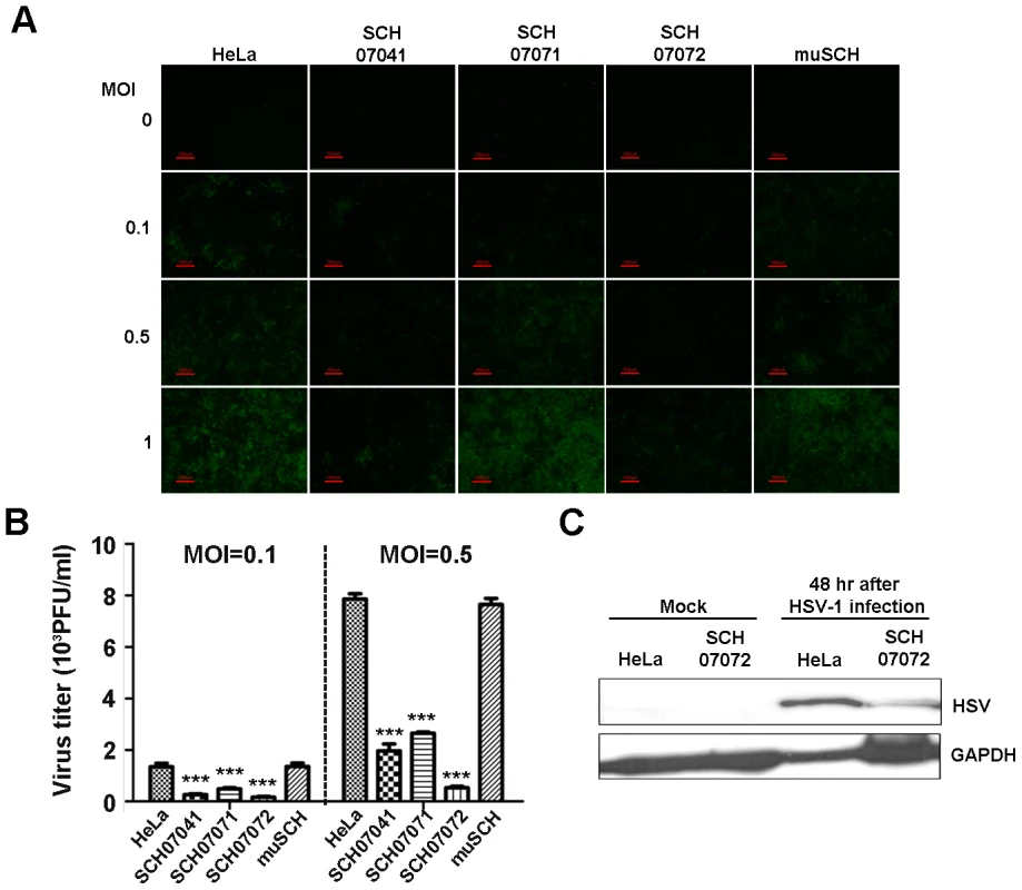 3D8 scFv expression in transgenic HeLa cells confers resistance to HSV infection.