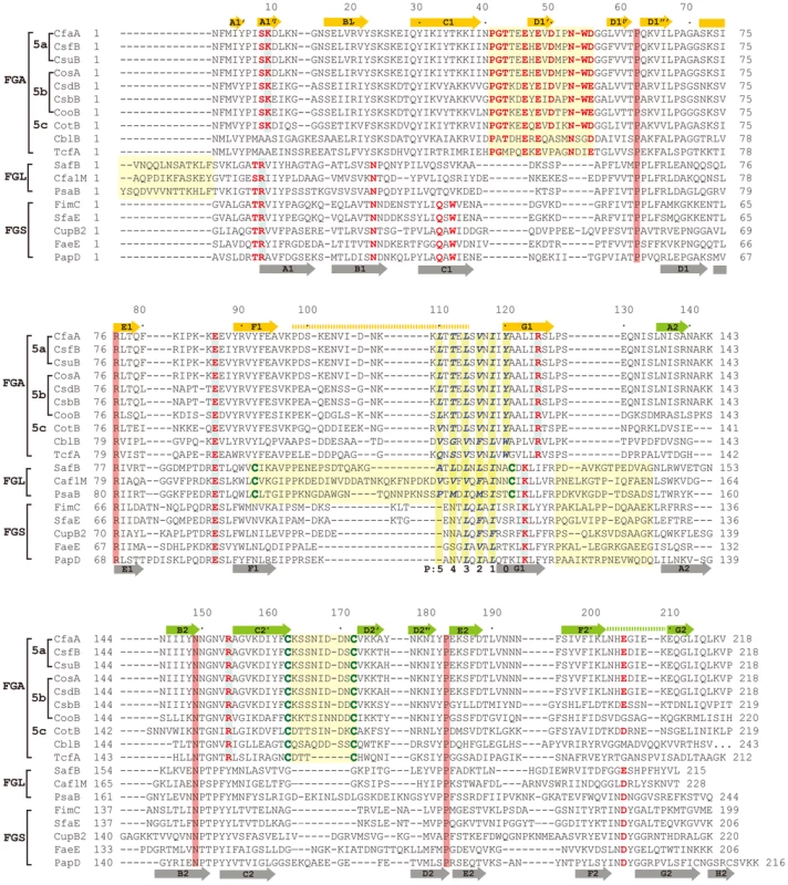 Structure-based sequence alignment of chaperone proteins involved in pilus assembly.