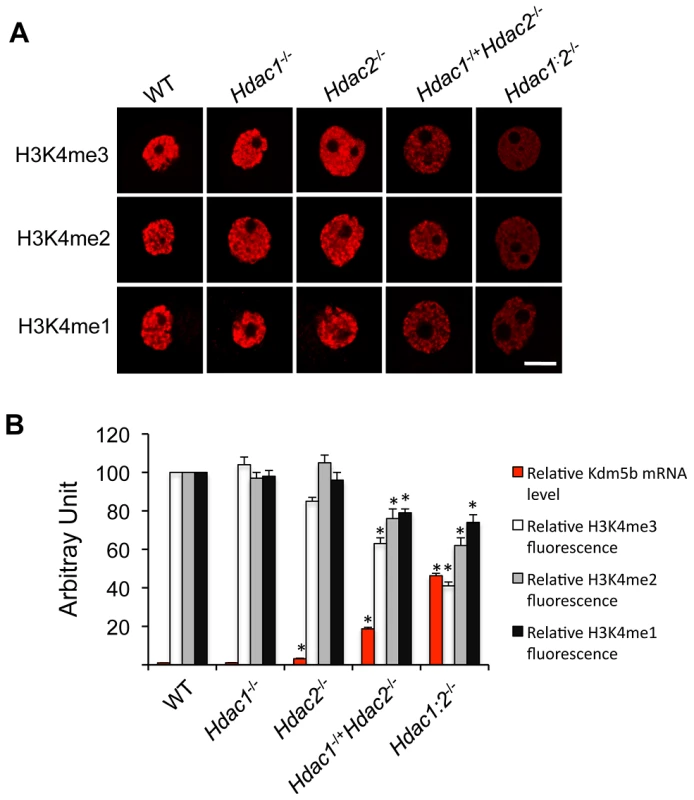 Loss of HDAC1/2 leads to H3K4me1-3 demethylation and up-regulation of KDM5B.