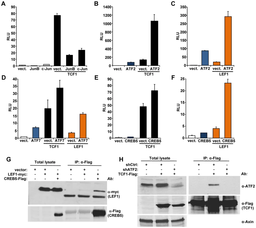 ATF2 transcription factors cooperate with TCF1/LEF1 to stimulate TCF/LEF activity.