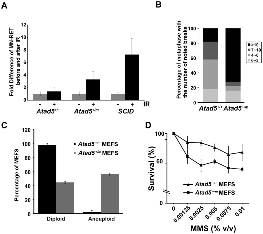 The heterozygous <i>Atad5<sup>+/m</sup></i> mutation causes genomic instability <i>in vivo</i> and in MEFs.