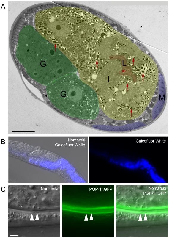 <i>N. parisii</i> spores exit apically out of intestinal cells and are not labeled with a <i>C. elegans</i> membrane marker.