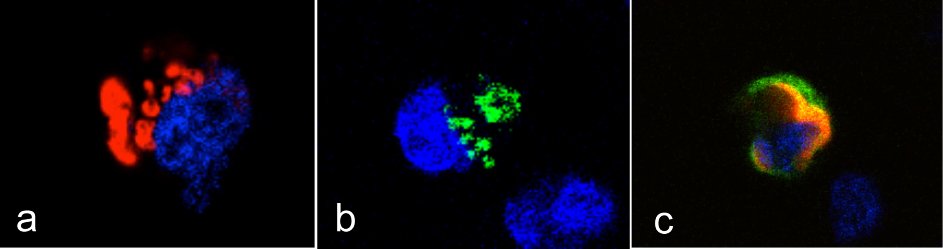 Intracellular localization of the rFut1 and rSec1 proteins.