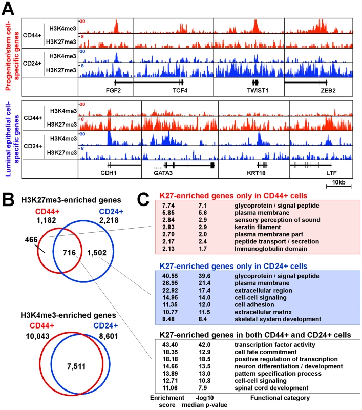 Distinct histone methylation profiles of human CD44+ mammary epithelial progenitors and CD24+ differentiated luminal epithelial cells.