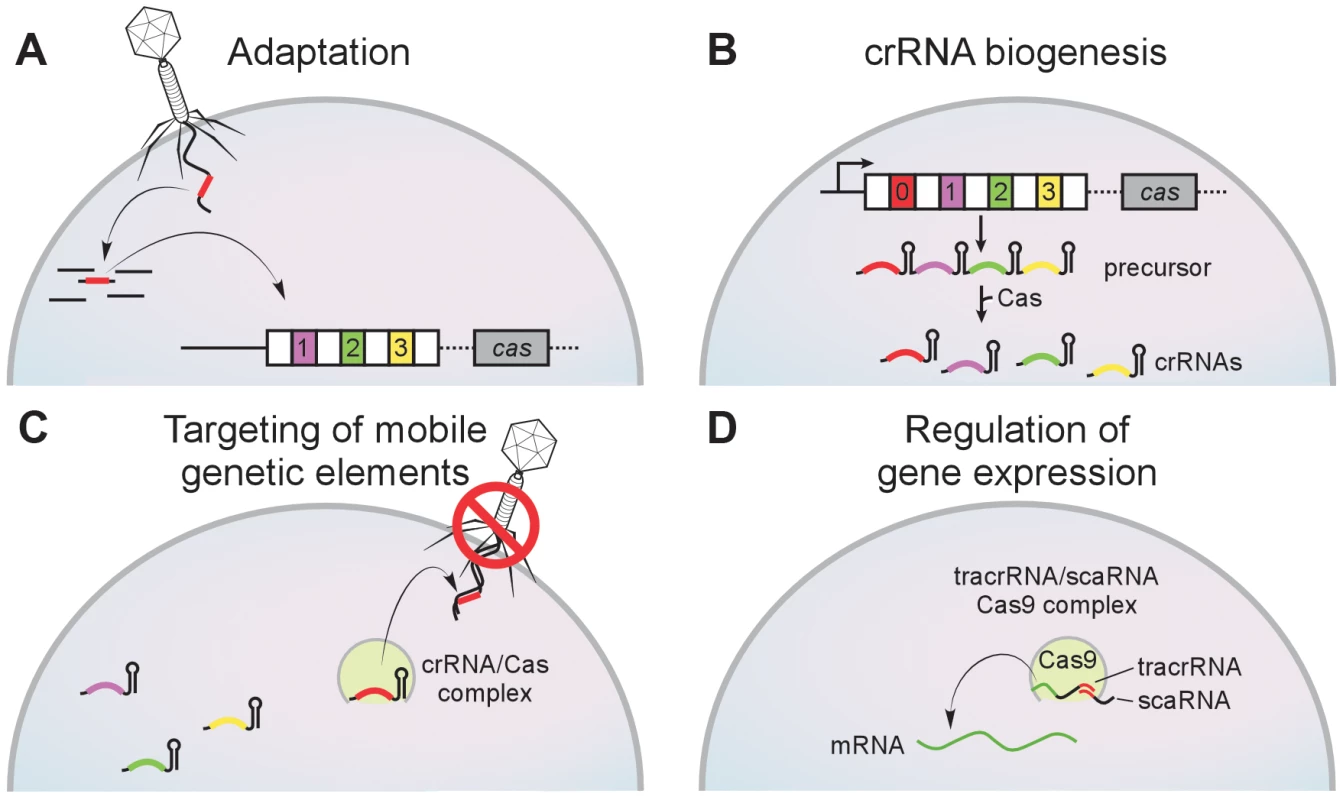 The CRISPR immunity pathway.