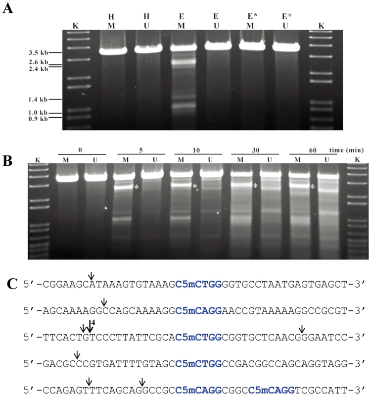Sco4631-mediated <i>in vitro</i> cleavage of Dcm-methylated plasmid DNA.