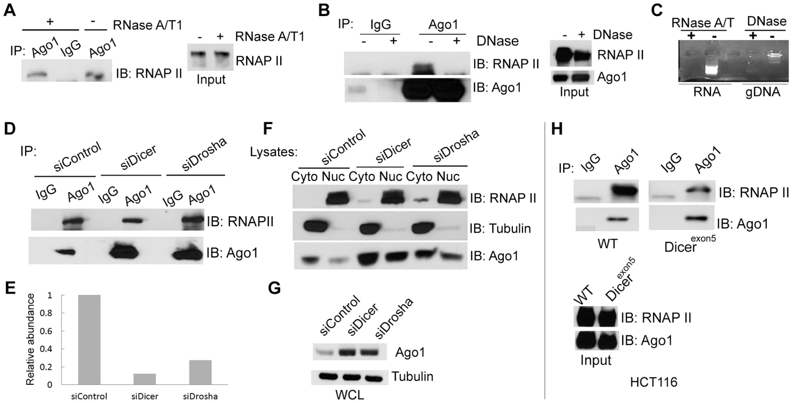 Dependence of nuclear Ago1-RNAP II interaction on RNA, DNA and miRNA biogenesis.