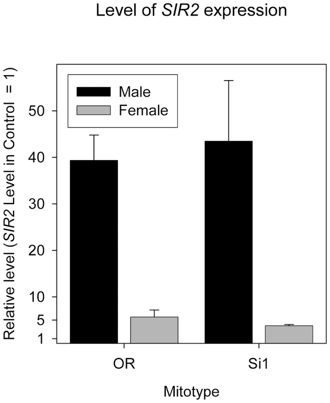 <i>SIR2</i> overexpression level in both sexes of mitotype si1 and OreR.