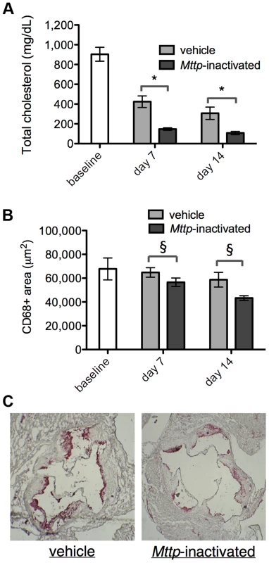 Reversal of hyperlipidemia in <i>Reversa</i> mice reduces plaque macrophage content.